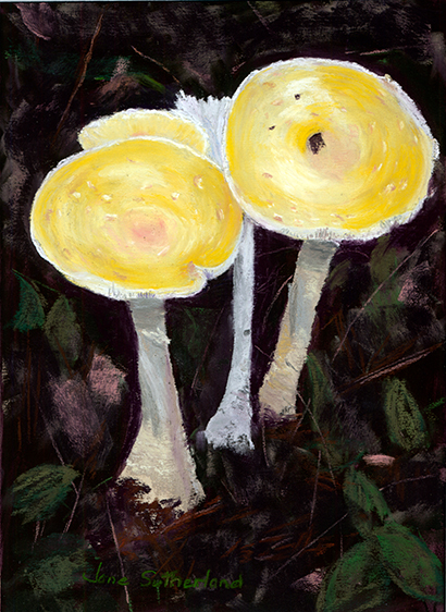 Beacon - Mushrooms 1