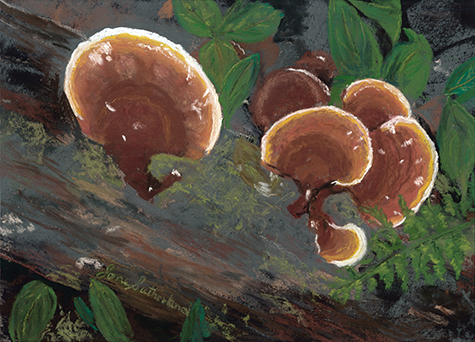 Adirondack Roadside - Mushrooms 4