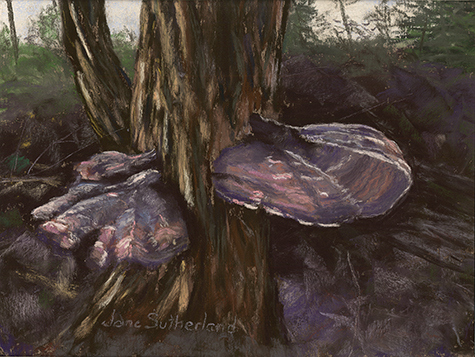 Woods by the Lake - Mushrooms 4