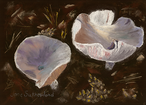 Gentle Beauty - Mushrooms 4